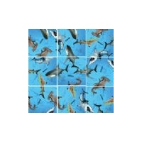 Squzzle Sharks